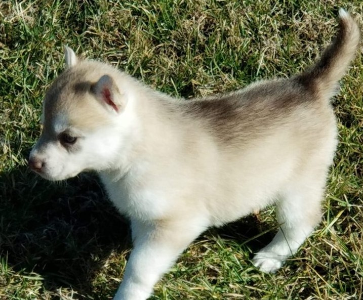 Adorable Siberia Husky Puppies Available Image eClassifieds4u