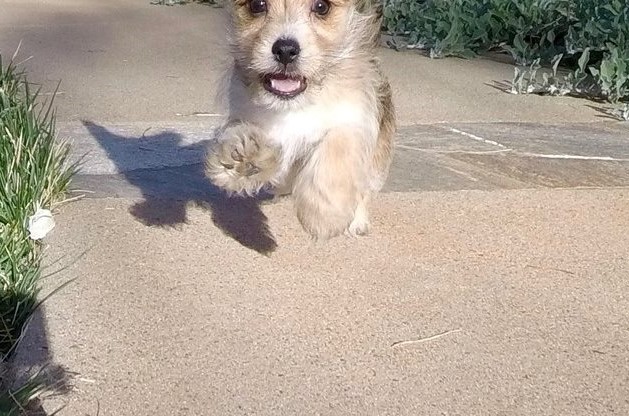 Adorable TeaCup Morkie Puppies Available Image eClassifieds4u