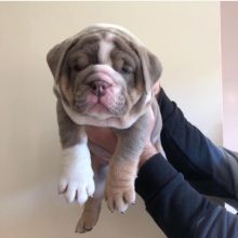 Astounding Ckc English Bulldog Welsh Corgi Puppies Image eClassifieds4U