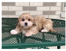 Teacup Lhasa Apso Puppies for Rehoming. Image eClassifieds4U