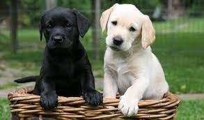 LABRADOR RETRIEVER PUPPIES FOR ADOPTION..( createjonn@gmail.com ) Image eClassifieds4u