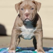 Get your pitbull terrier puppies..( createjonn@gmail.com )