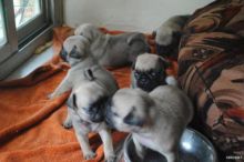CKC Registered Fawn and Black Pug Puppies