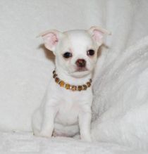 Cute and Affectionate lovable Chihuahua Puppies Available Now