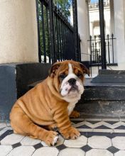 English Bulldog Puppies Available.for adoption.( createjonn@gmail.com )