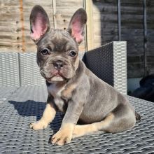 Friendly French Bulldog puppie