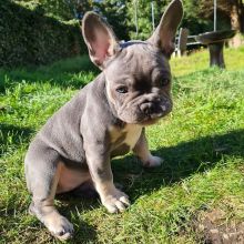 Friendly French Bulldog puppies