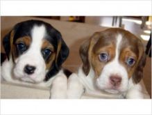 Male and female Beagle puppies now ready For Adoption