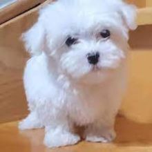 Outstanding Maltese Puppies ready to go new home