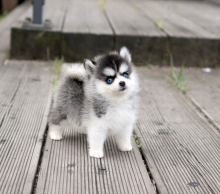 Pomsky puppies available