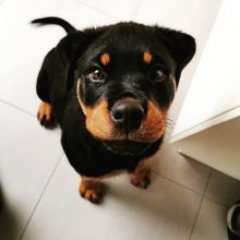Sweet & playful Rottweiler.for adoption.Email:( createjonn@gmail.com )