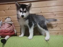Two Amazing Pomsky Puppies Available For Adoption
