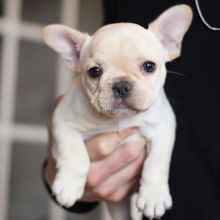 Two Beautiful French Bulldog Puppies Ready For Your Family.