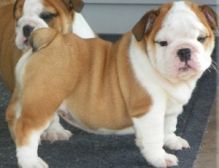 Two Energetic English bulldog puppies for adoption.