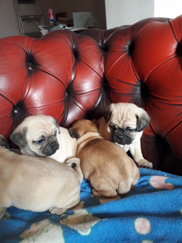 Adorable CKC Pug puppies Image eClassifieds4u