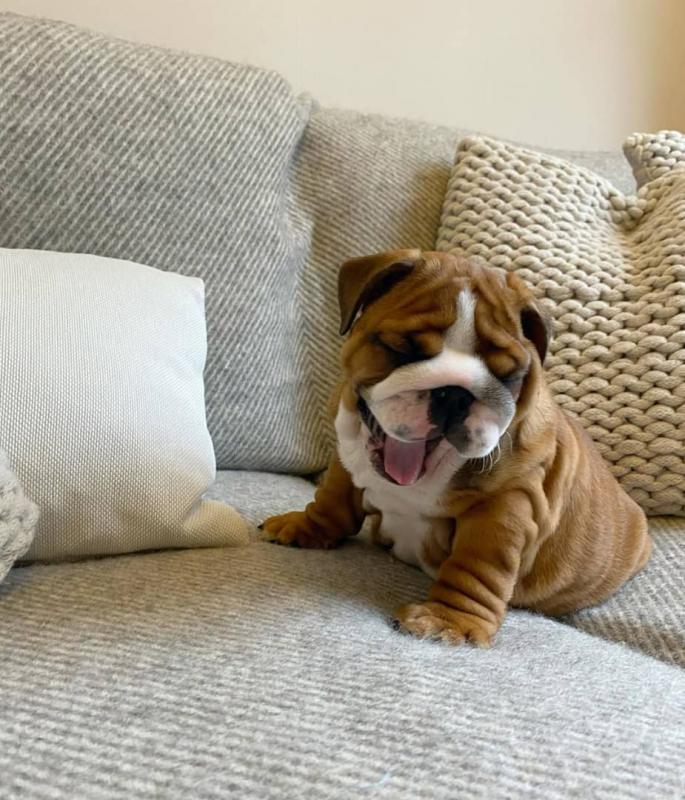 bulldog puppies for adoption..( createjonn@gmail.com ) Image eClassifieds4u