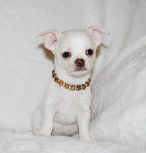 Cute and Affectionate lovable Chihuahua Puppies Available Now Image eClassifieds4u