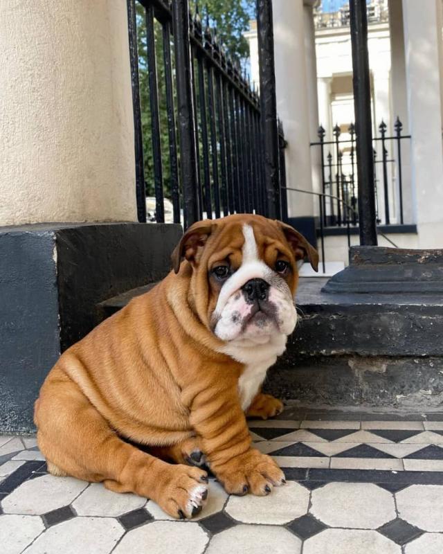 English Bulldog Puppies Available.for adoption.( createjonn@gmail.com ) Image eClassifieds4u
