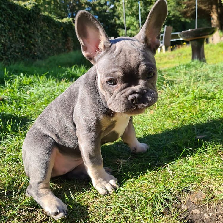Friendly French Bulldog puppies Image eClassifieds4u