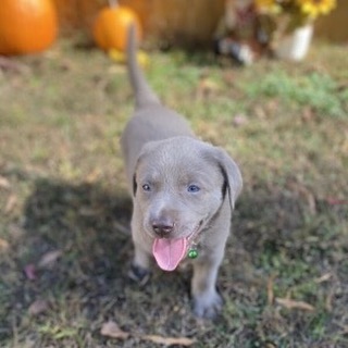 Get one this for home Labrador Retreiver pupp..Email: (( createjonn@gmail.com )) Image eClassifieds4u