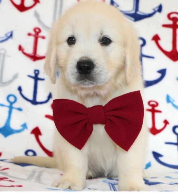 Golden Retriever puppies available Image eClassifieds4u