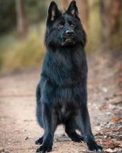 Beautiful German Shepard available..( createjonn@gmail.com ) Image eClassifieds4U