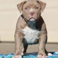 bulldog puppies for adoption..( createjonn@gmail.com ) Image eClassifieds4u 2