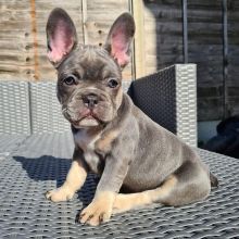 Friendly French Bulldog puppies Image eClassifieds4u 1