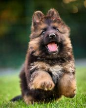 German Shepard Puppies for any pet loving home..Email: ( createjonn@gmail.com ) Image eClassifieds4U