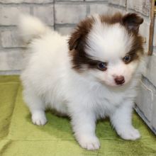 Pomeranian puppies, will be about 4kg full grown. Vaccinated ( createjonn@gmail.com ) Image eClassifieds4u 3