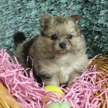 Pomeranian puppies, will be about 4kg full grown. Vaccinated ( createjonn@gmail.com ) Image eClassifieds4u 2