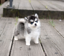 Pomsky puppies available Image eClassifieds4u 1