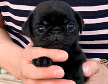 Purbred Pug puppies available Image eClassifieds4u 4