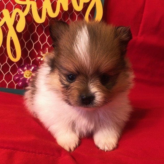Pomeranian puppies, will be about 4kg full grown. Vaccinated ( createjonn@gmail.com ) Image eClassifieds4u