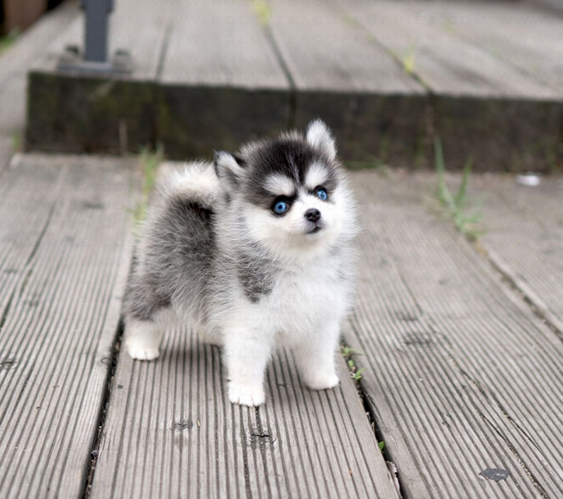 Pomsky puppies available Image eClassifieds4u