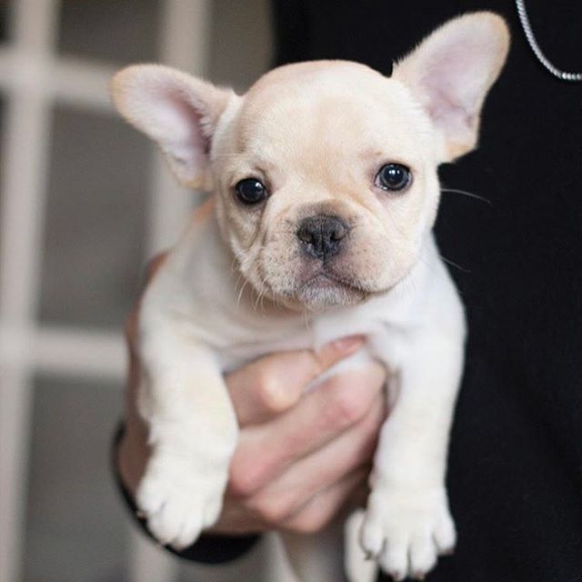 Two Beautiful French Bulldog Puppies Ready For Your Family. Image eClassifieds4u