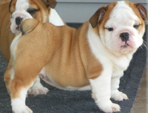 Two Energetic English bulldog puppies for adoption. Image eClassifieds4u