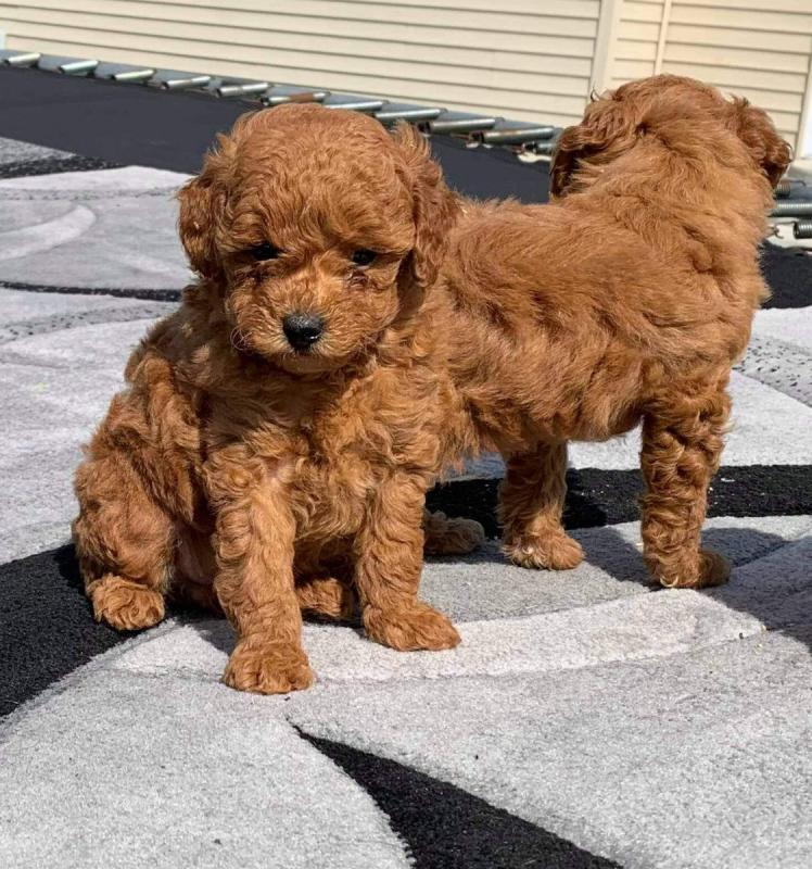 Two Potty tTrained Teacup Poodle Puppies Ready For Adoption Image eClassifieds4u