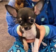 Energetic Ckc Chihuahua Puppies Available