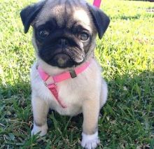Silver and Charcoal Pug Puppyie Available