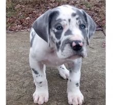 Beautiful Great Dane puppies.