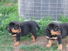 Beautiful litter of Rottweiler puppies. Ready to leave now