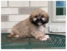 Cute Lhasa Apso Puppies for Re-homing