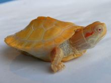 Healthy Captive Bred Turtles, Chameleons, Tortoises, Tegu and Iguanas