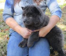 Intelligent and Affectionate Chow Chow Puppies