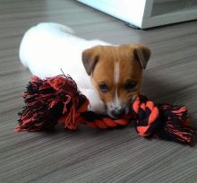 Jack Russell Terrier Puppies