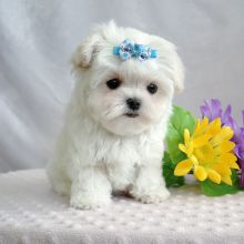 Lovely Male and Female Teacup Maltese Puppies for adoption.