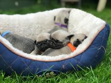 Rehoming Pug puppies