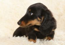 Remarkable Ckc ?? Dachshund Puppies ?? Email at us ?? ?? [ mountjordan17@gmail.com ]