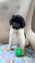 Standard poodle puppies